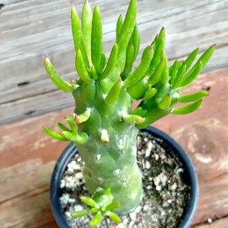 Austrocylindropuntia subulata 'Gumby' Plants, Succulents, Al