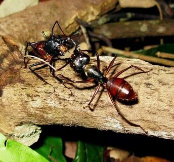 Photos and Info on Ants and Termites of Malaysia: Photos of 