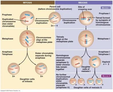 Meiosis Prophase Ii 9 Images - Meiosis By Hallhd1, Meiosis, 