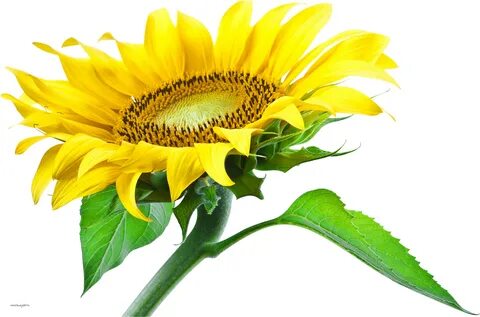 Sunflower PNG Image - PurePNG Free transparent CC0 PNG Image