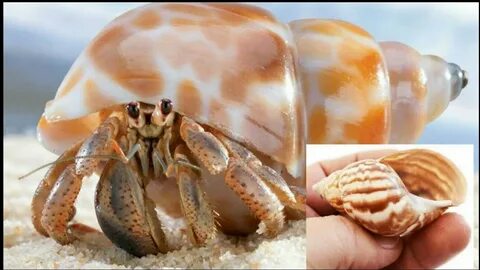 My pet Hermit Crab changing Shell.It's Amazing!! 10 fact abo