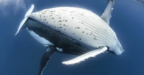 Head over Heels Tony Wu Whale, Humpback whale, Marine mammal