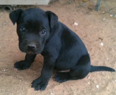 Black Nose Pitbull Puppies Related Keywords & Suggestions - 