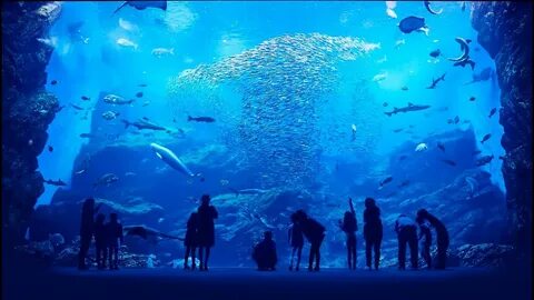 うみ の 杜 水族館 クリスマス