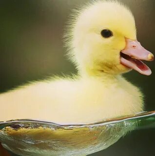 If you didn't already know, baby ducks are pretty much preci