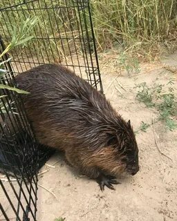 The beavers returning to the desert - BBC Future