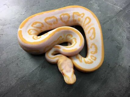 Albino Black Pastel - Morph List - World of Ball Pythons