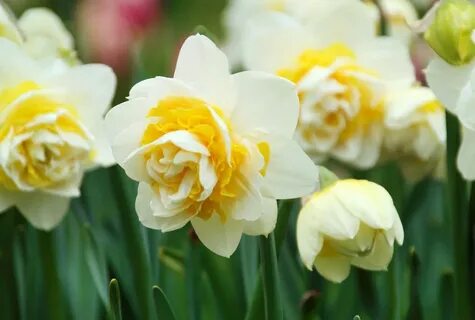 WSMAG.NET BLOG Plant Easy-Care Daffodils Now for Added Sprin