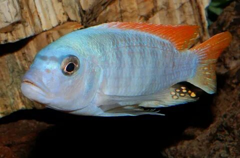 red top ice blue cichlid adult male ophis Flickr