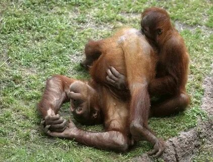I fucking love orangutans - Album on Imgur