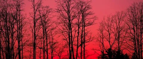 Red Sky, Forest, Tree Silhouette - Red Sky Forest - 3440x144
