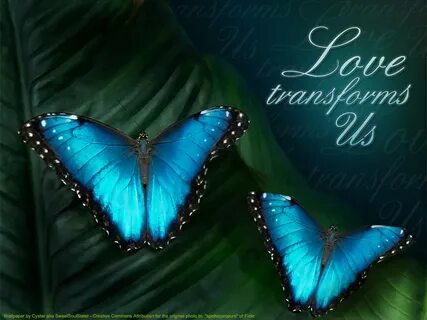 Love Butterfly Hd Wallpapers Wallpapers - Most Popular Love 