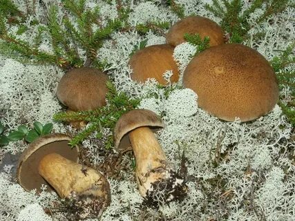 Pin by Leszek Barszczuk on Grzyby Stuffed mushrooms, Vegetab