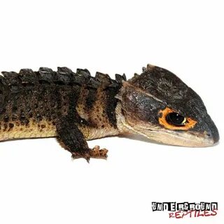 Red Eyed Crocodile Skinks (Tribolonotus gracilis) For Sale -