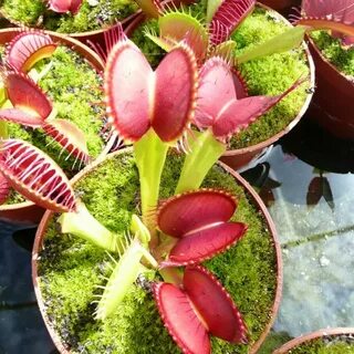 Venus Flytrap plants and seed for sale. Order online.