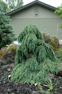 Feelin' Blue Deodar Cedar (Cedrus deodara 'Feelin' Blue') in