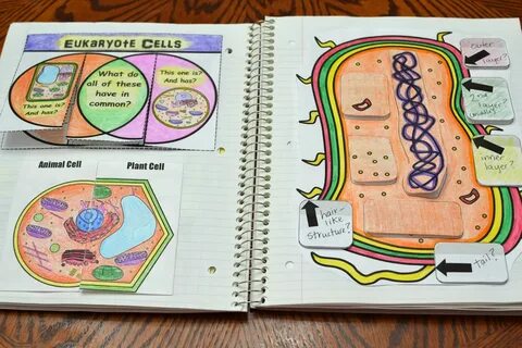 store biology interactive notebook bundle