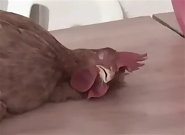 Man fuck chicken Animal Sex Videos
