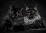Black Maine Coon Solidae - 68 photo