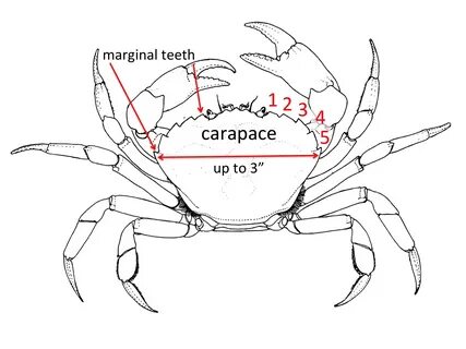 Crab Vector Art at GetDrawings Free download