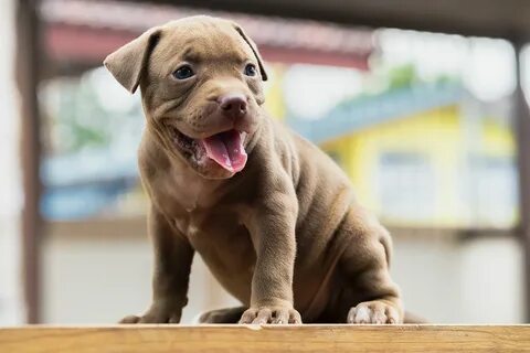 Newest black panther pitbull puppies Sale OFF - 60