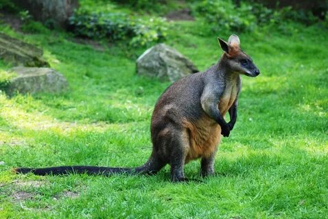 Wallaby Pictures - Kids Search