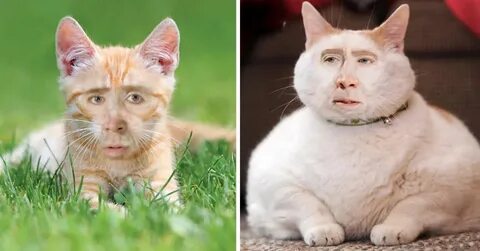 Internet Photoshopped Nicolas Cage's Face Into Cats & It's H