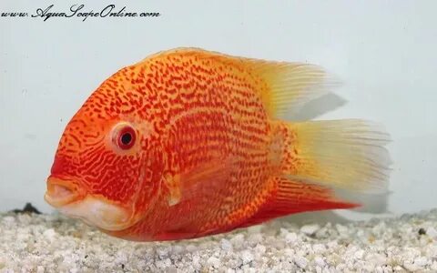 Super Red Severums 4"-5" (Heros severus) - Product View