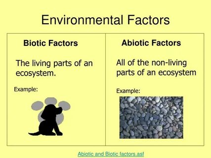 PPT - Ecosystems PowerPoint Presentation, free download - ID