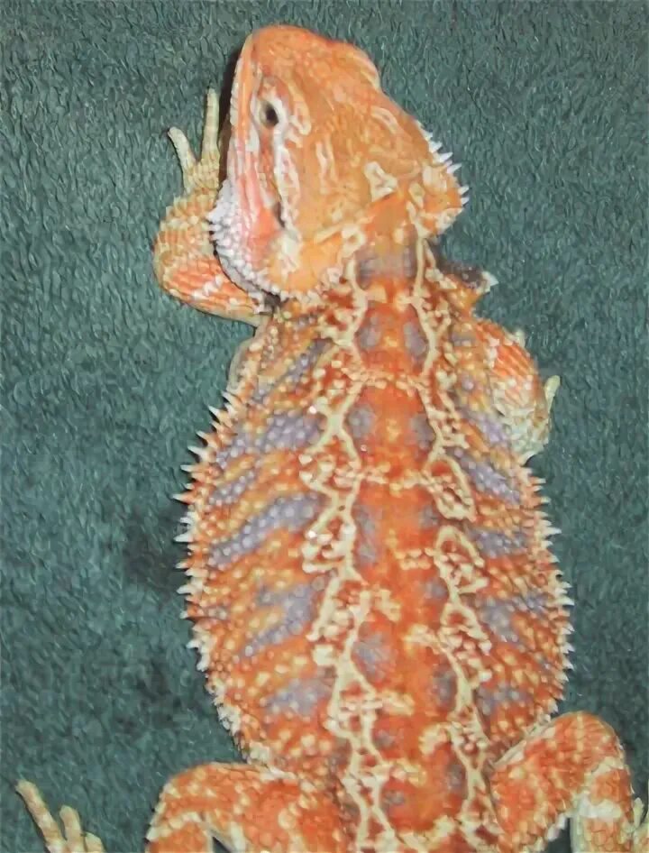 bearded dragon growth chart with pictures - Fomo