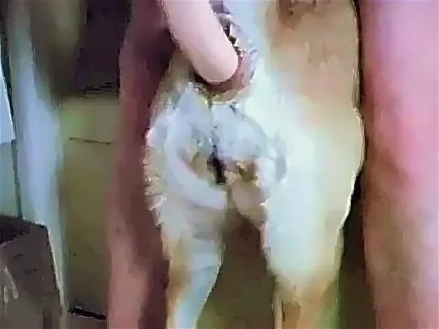 Man Fucked By Dog Sex Pictures Pass