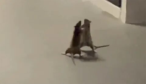 Woman Captures Hilarious Video Of A Cat Watching Two Rats Fi