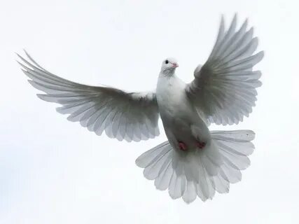 Holy Spirit Dove Holy Spirit Gif Holubice Holy Spirit Gif ..