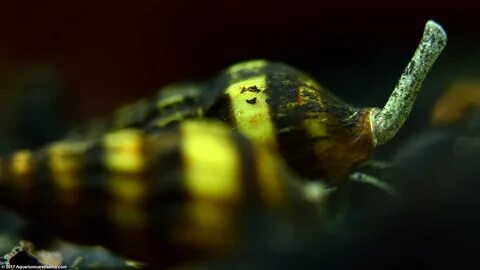 Assassin Snail: Care, Size, Diet, Feeding & Tankmates - Vide