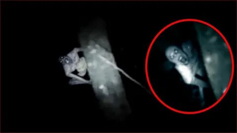 SCARY Humanoid Creature Appeared Out of a Tree !? Ghost Haun