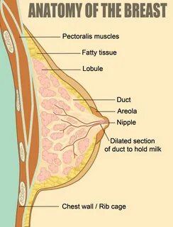 Breast-sm 