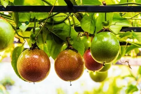 How To Grow Passion Fruit In Your Backyard Lawn.com.au