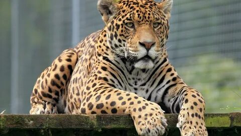 Wallpaper : eyes, wildlife, big cats, Zoo, leopard, Jaguar, 