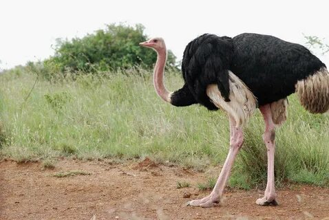 Ostrich comp
