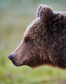 1,056 Brown Bear Profile Photos - Free & Royalty-Free Stock 