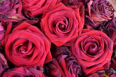Free Images : nature, petal, red, pink, floristry, floribund