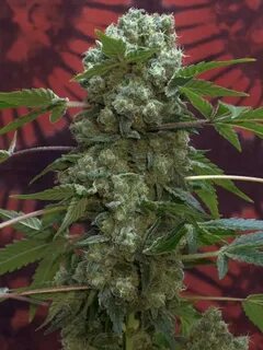 AK 47 Strain Cannabis - Marijuana Seeds