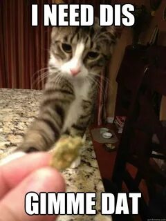 i need dis gimme dat - Kitty Wants Nug - quickmeme