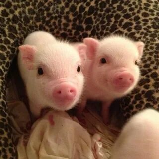 24 Delightful Piglets That Bring Home the Bacon Детеныши жив
