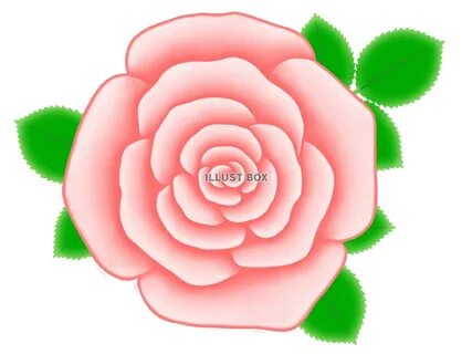 薔薇 イラスト 透過