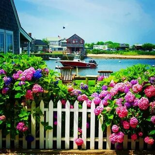 Hydrangeas on Old North Wharf on Nantucket . From my early m