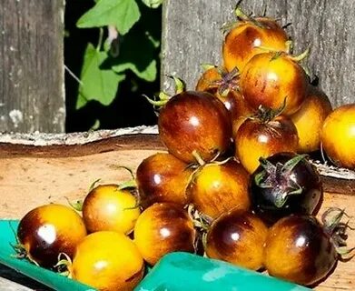 Cherry Tomato SUNRISE BUMBLEBEE 20 Seeds Heirloom Vegetable 