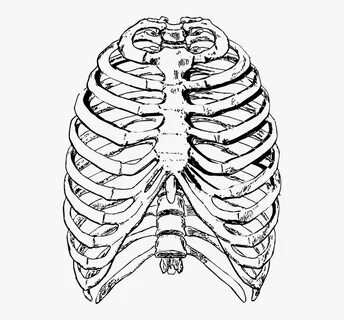 Ribs Front, Rib Cage, Ribs, Rib, Skeleton, Human - Rib Cage 