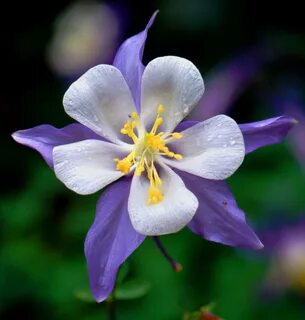 New Columbine Flower - Beautiful Flower Arrangements and Flo