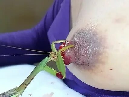 डाउनलोड Mantis eat my nipples.2 - nipple torture MOTHERLESS.
